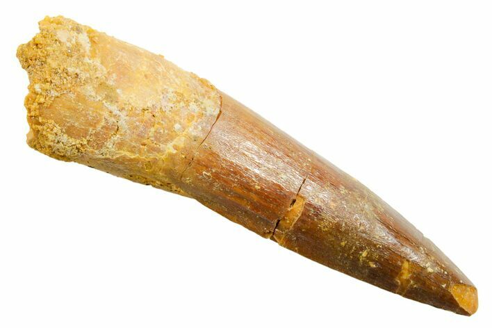 Fossil Spinosaurus Tooth - Real Dinosaur Tooth #364201